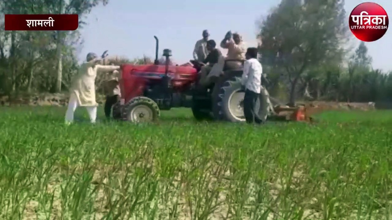 किसान ने खड़ी फसल पर चलाया ट्रैक्टर