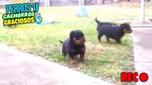 PERROS Y CACHORROS GRACIOSOS #1