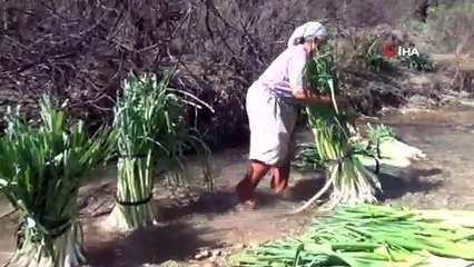 Türkiye’nin kışlık sebze üretim merkezlerinden Antalya’da pırasa hasadı yoğun şekilde devam ediyor