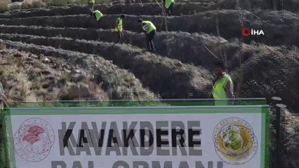 Bu ormandan bal damlayacak, köylüye gelir olacak