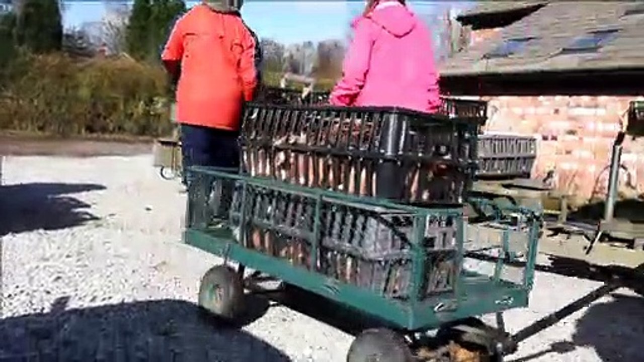 Lucky Hens Rescue Day