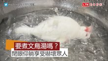 「你在煮文鳥湯嗎？」翻騰水中文鳥閉眼仰躺嚇壞眾人