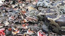 Enormous Python snake lies curled up in forest understorey, amidst Flame of the Forest dhak flowers