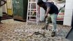 King Cobra rescued from home in Tamil Nadu, India _ Venomous snake rescue