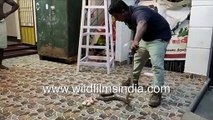 King Cobra rescued from home in Tamil Nadu, India _ Venomous snake rescue