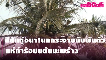 สีสันทุ่งนา!นกกระจาบนับพันตัวแห่ทำรังบนต้นมะพร้าว | Dailynews