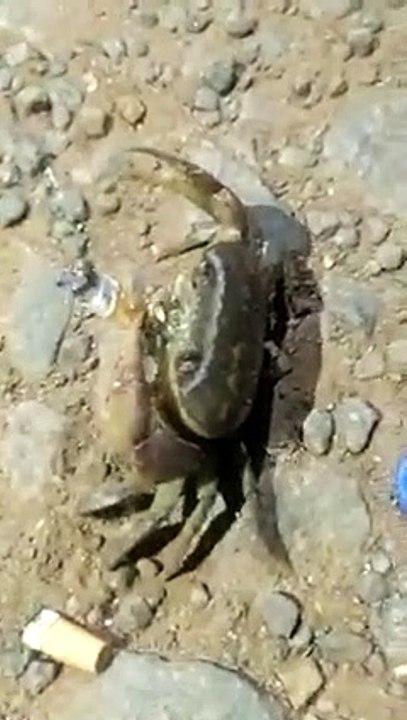 Voici un crabe qui fume une cigarette