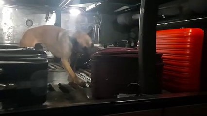 Download Video: BPFron apreende drogas em ônibus durante Operação Hórus em Cascavel; Vídeo registra ação policial