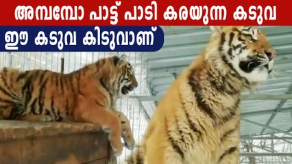 പാട്ട് പാടി അമ്പരപ്പിച്ച് കടുവ | Oneindia Malayalam