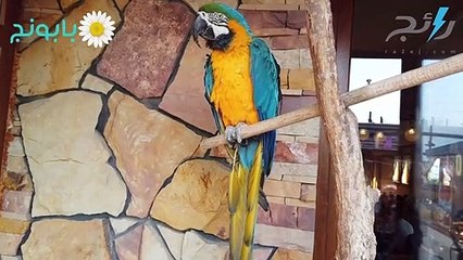 أسباب انقراض ببغاء كارولينا