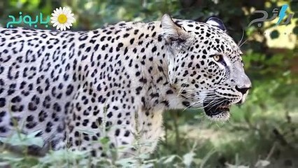 انقراض نمر قزوين: لم يكن له فرصة كبيرة للنجاة