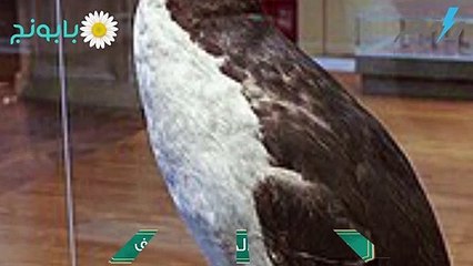 لحظة الانقراض- طائر الأوك العظيم