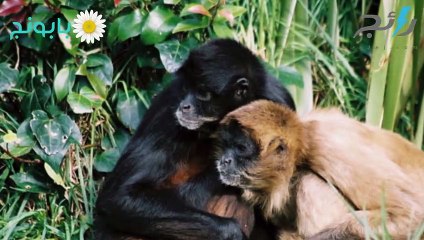 لحظة الانقراض-القرد العنكبوتي البني