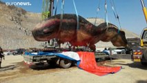 شاهد: نفوق حوت عنبر طوله 18 متراً قبالة الساحل الصيني
