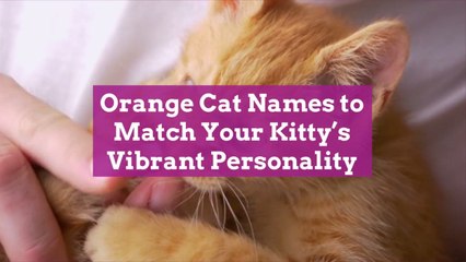 Orange Cat Names to Match Your Kitty's Vibrant Personality