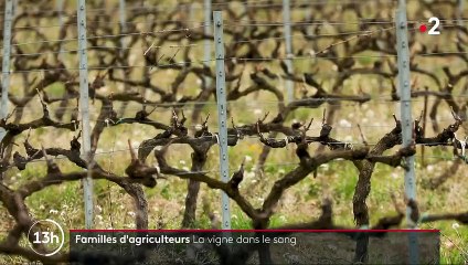 Agriculture : dans le Vaucluse, deux frères vignerons ont repris le domaine paternel