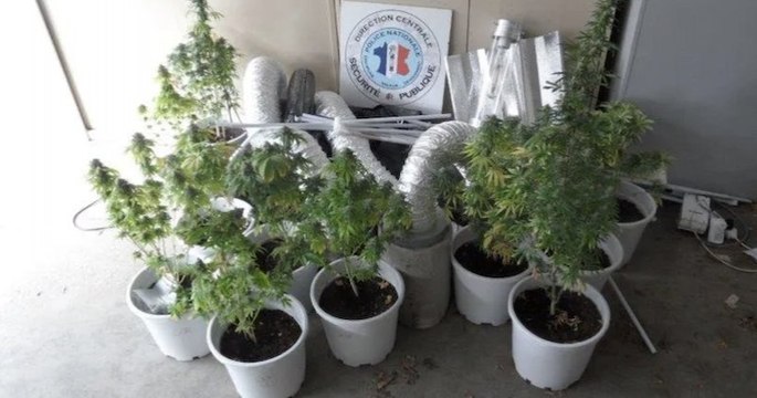 Doubs : un enfant interpelle la police pour dénoncer sa mère qui cultive des plants de cannabis