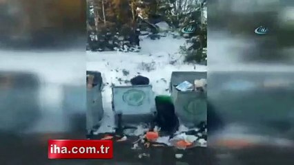 Aç kalan ayı çöpte yiyecek aradı