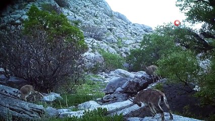 Sırtlanlar ve diğer hayvanlar fotokapana takıldı