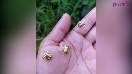 Bunları ilk kez göreceksiniz! Altın kaplumbağa böcekler...
