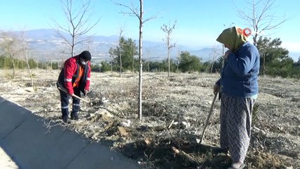 Türkiye'nin en uzun lavanta yolunda dikim başladı