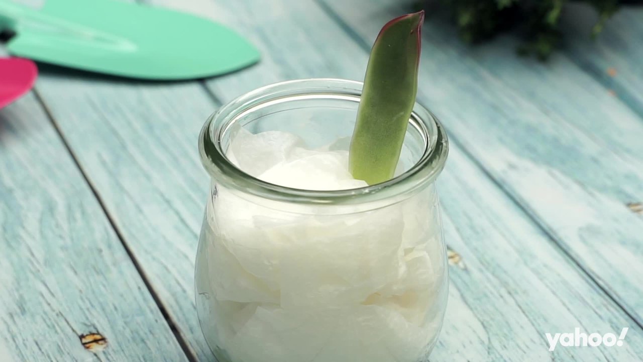 Ableger ziehen und umtopfen So machst du aus deiner Zimmerpflanze eine Familie