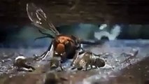 Arı kovanına giren eşek arısının ibretlik sonu
