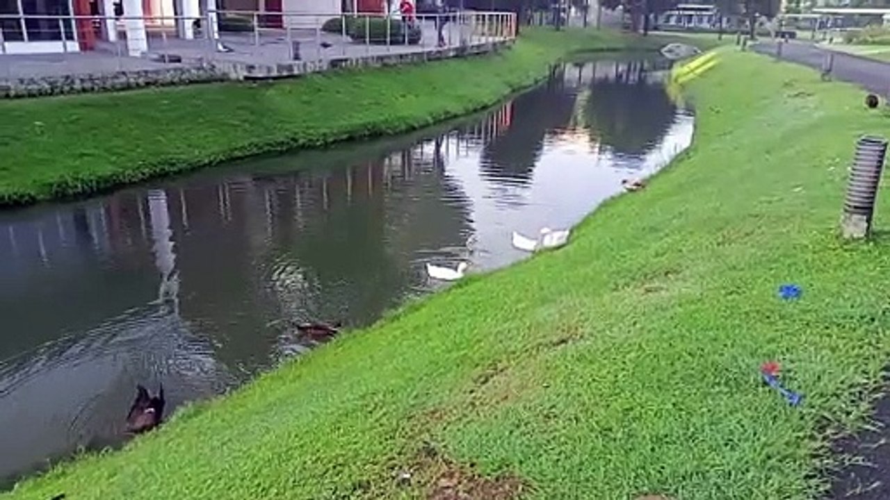 Ducks