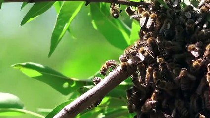 ¿Por Qué Estos Animales Se Vuelven Redondos al Ver a un Enemigo?