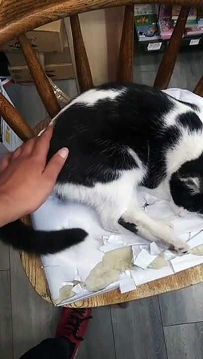 Challenge - Make The Most Beautiful Cat In The World Feel Good - 1
