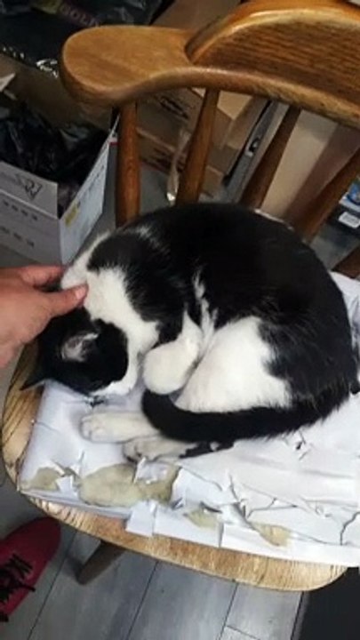 Challenge - Make The Most Beautiful Cat In The World Feel Good - 2