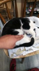 Challenge - Make The Most Beautiful Cat In The World Feel Good - 3