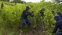Estados Unidos certificó a Colombia por su lucha antidrogas en 2020