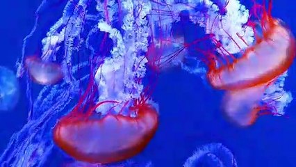 SUMIDA AQUARIUM | Tokyo Skytree #sumida #Tokyo #tokyoskytree