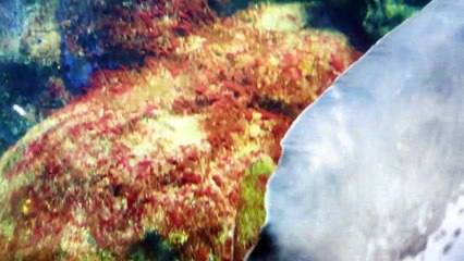 ENOSHIMA AQUARIUM Full video | Fujisawa ,Japan