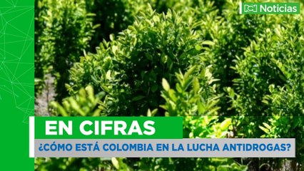 En cifras: ¿cómo está Colombia en la lucha antidrogas?
