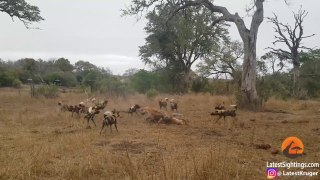 Leopard vs Wild Dogs vs Hyenas vs Impala