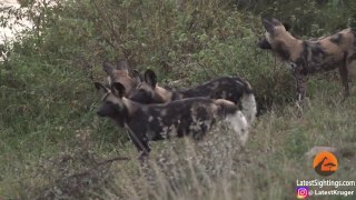 Battle between Wild Dogs, Hyenas, Hippos & 2 Impalas | Kruger National Park