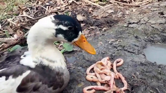 Unbelievable Fish Video Family Duck Feeding Fish Food to Catfish Beautiful Duck Vs Fish To Meet | CreativeVilla.