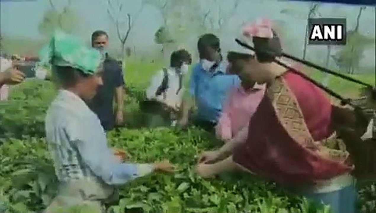 कांग्रेस महासचिव प्रियंका गांधी ने असम में बागान में तोड़ी चाय की पत्तियां