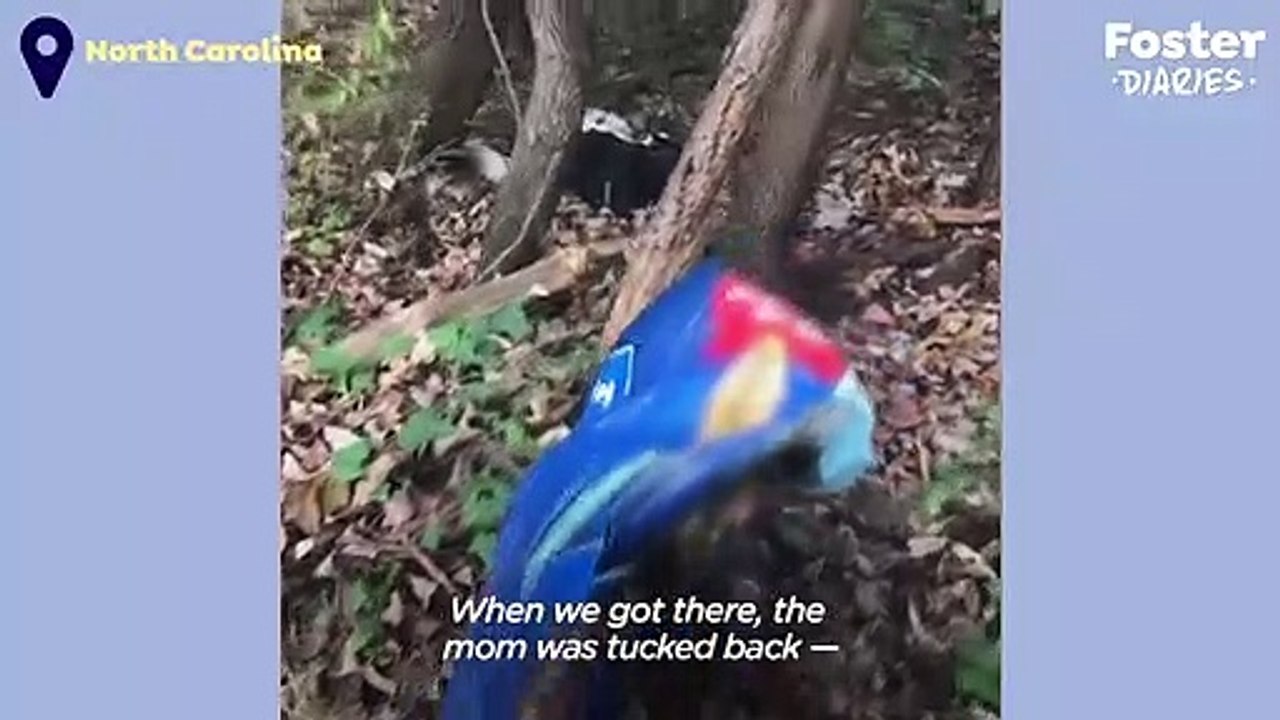 People Find A Dog And Her Puppies In The Middle Of The Woods The Dodo Foster Diaries