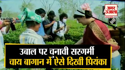 Priyanka Gandhi Vadra ने Tea Garden, Biswanath में तोड़ी पत्तियां, मजदूरों से की मुलाकात | Assam