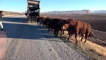 Devrilen tırdan boğalar yola kaçtı, yakalamak kolay olmadı