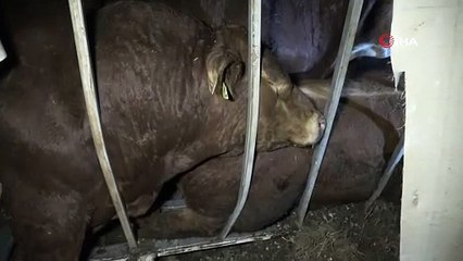 Devrilen tırdan boğalar yola kaçtı, yakalamak kolay olmadı
