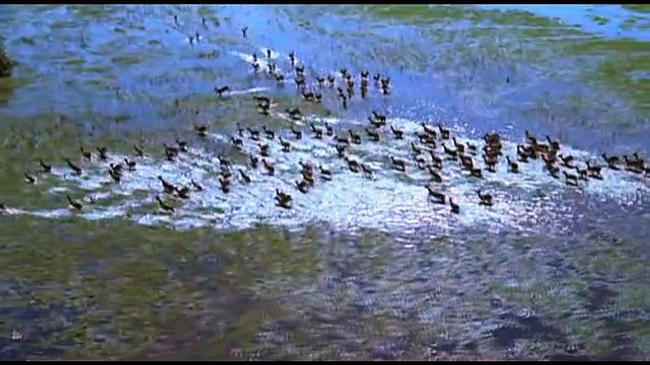 Kalahari - Afrikas paradiesische Wüste - Teil 1 (Komplette Folge)