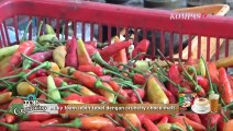 Cabai Rawit Tembus Rp 120.000/Kg, Harganya Bikin Emak-emak Menjerit!