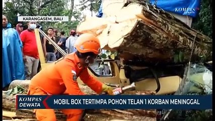 Pohon Tumbang Timpa Mobil Box, 1 Orang Meninggal Dunia
