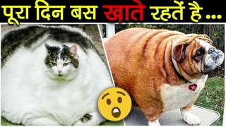 10 मोटे जानवर जो खा-खा के फट गए  | Top 10 Fattest Animals in the World