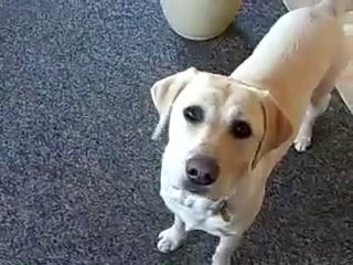 Dog Fetches Beer from Fridge