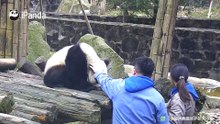 只要有盆盆奶，熊头随便rua